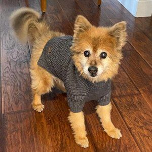 Turtleneck dog knitted sweater with sleeves
